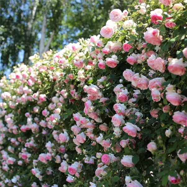 UTOLSÓ NAP 49% KI🌹Climbing Vine Rose Virágmagok