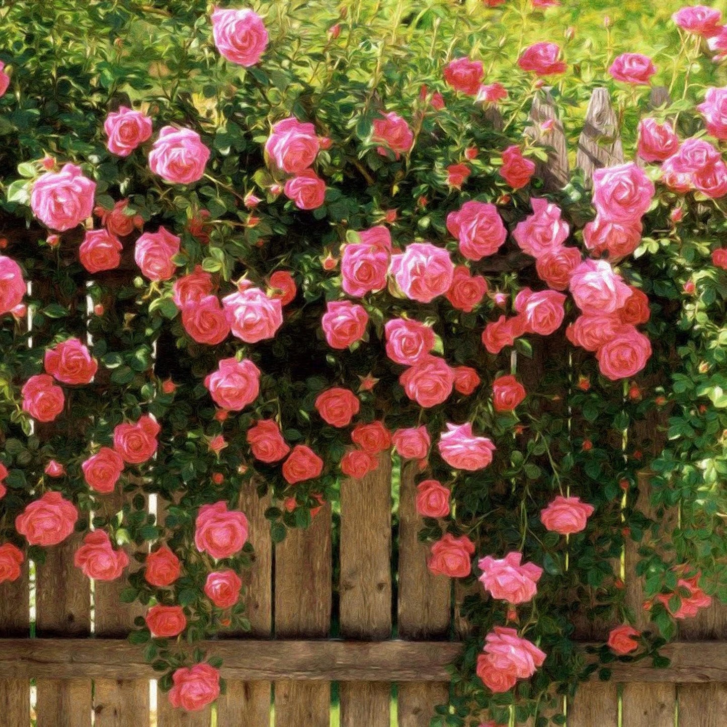 UTOLSÓ NAP 49% KI🌹Climbing Vine Rose Virágmagok