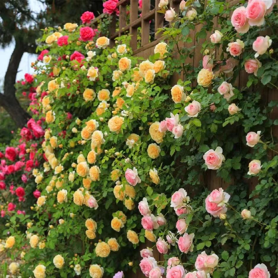 UTOLSÓ NAP 49% KI🌹Climbing Vine Rose Virágmagok