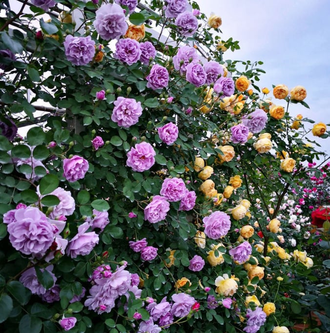 UTOLSÓ NAP 49% KI🌹Climbing Vine Rose Virágmagok