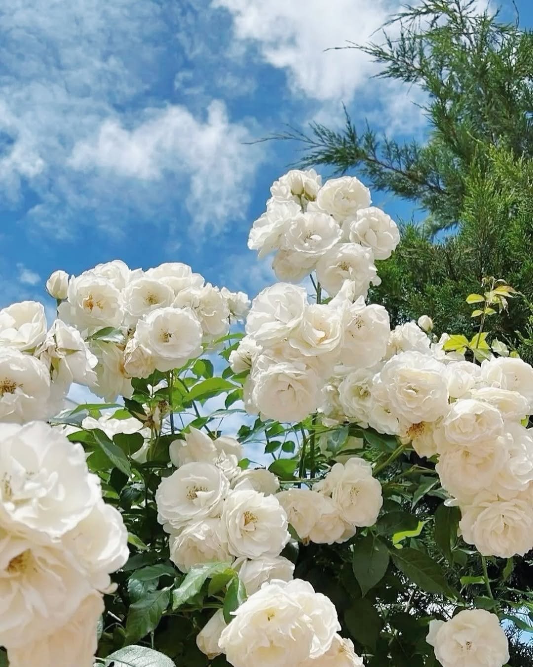 UTOLSÓ NAP 49% KI🌹Climbing Vine Rose Virágmagok