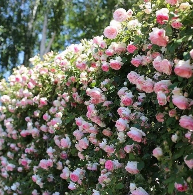 UTOLSÓ NAP 49% KI🌹Climbing Vine Rose Virágmagok
