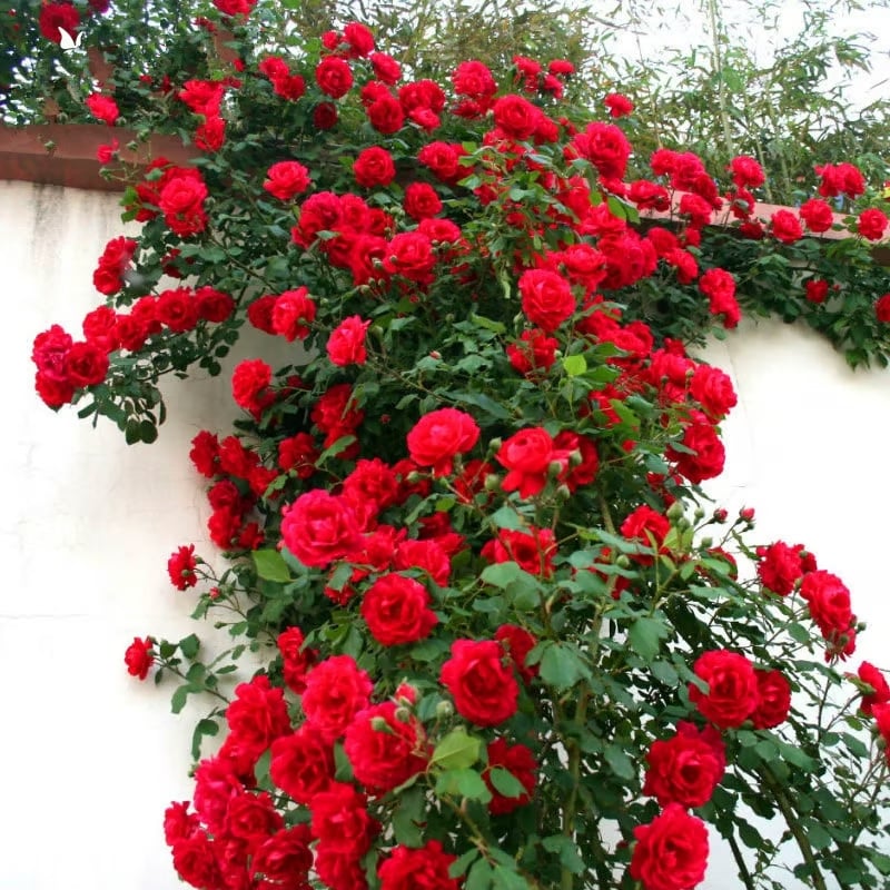 UTOLSÓ NAP 49% KI🌹Climbing Vine Rose Virágmagok