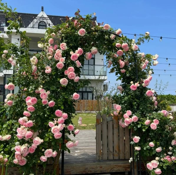 UTOLSÓ NAP 49% KI🌹Climbing Vine Rose Virágmagok