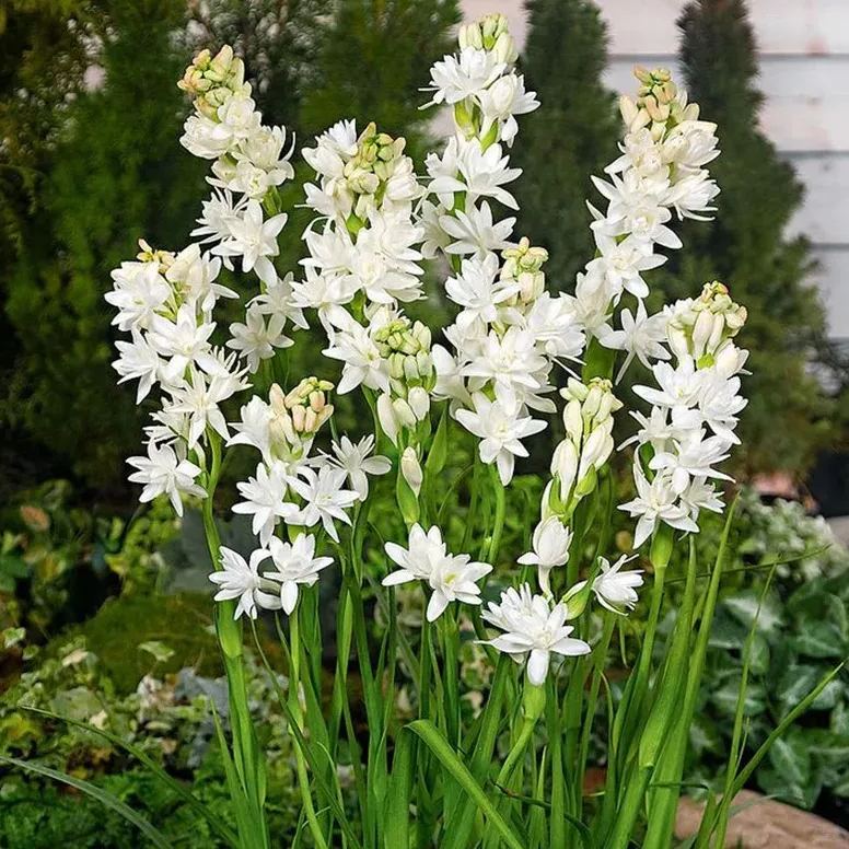 🔥【Ograniczona czasowo wyprzedaż】 Żarówki Tuberose🌸! Ciesz się 💥50% rabatem, przyjdź i zgarnij go!