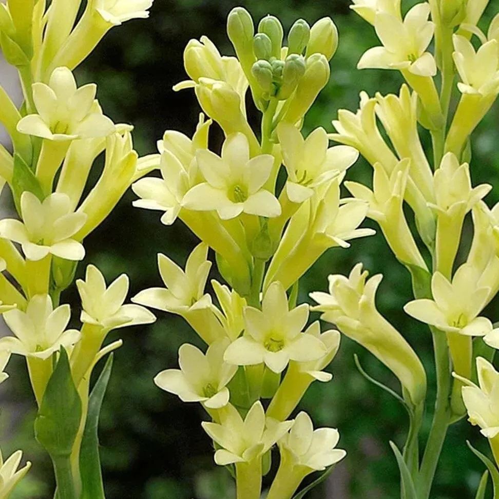 🔥【Ograniczona czasowo wyprzedaż】 Żarówki Tuberose🌸! Ciesz się 💥50% rabatem, przyjdź i zgarnij go!