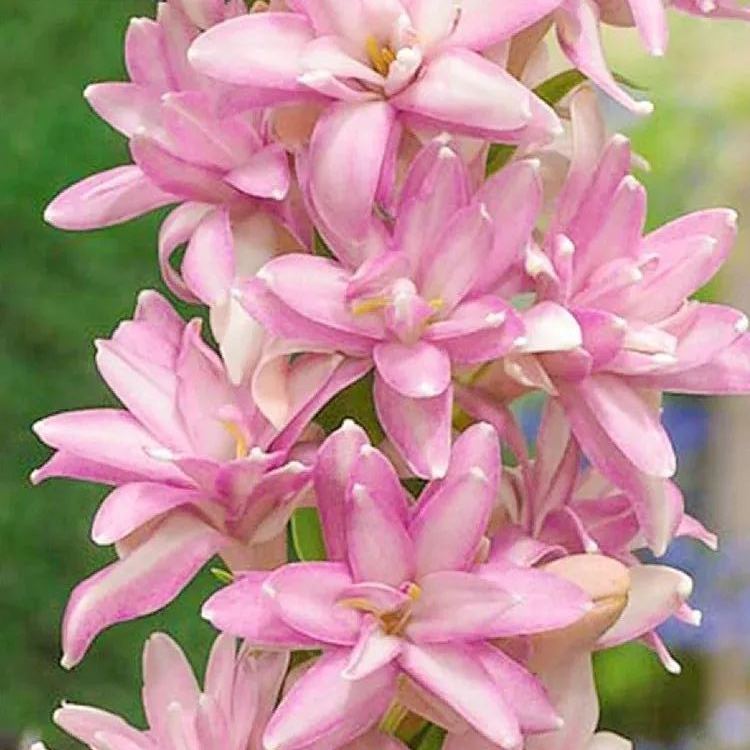 🔥【Ograniczona czasowo wyprzedaż】 Żarówki Tuberose🌸! Ciesz się 💥50% rabatem, przyjdź i zgarnij go!