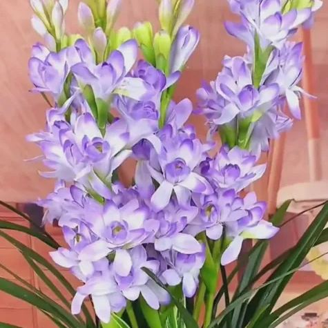 🔥【Ograniczona czasowo wyprzedaż】 Żarówki Tuberose🌸! Ciesz się 💥50% rabatem, przyjdź i zgarnij go!