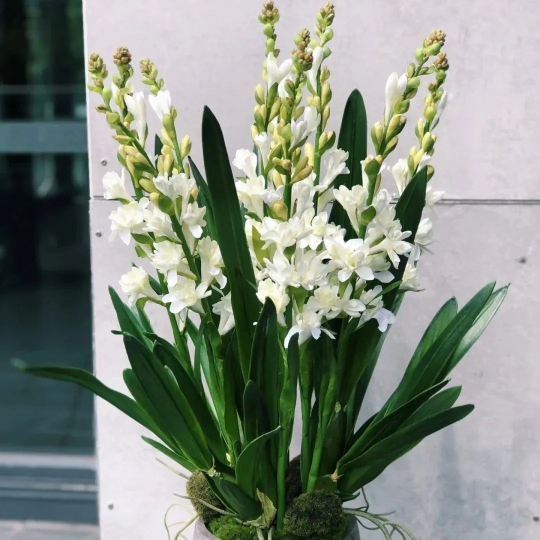 🔥【Ograniczona czasowo wyprzedaż】 Żarówki Tuberose🌸! Ciesz się 💥50% rabatem, przyjdź i zgarnij go!