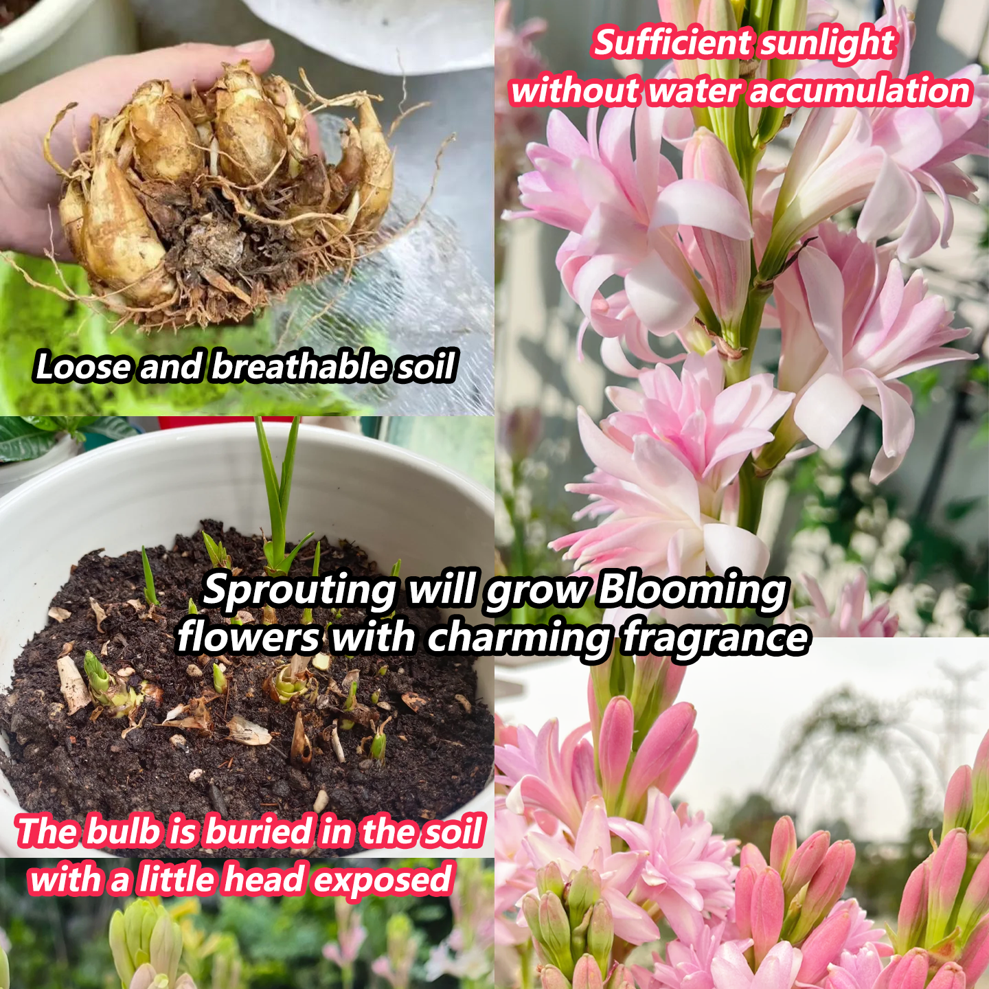 🔥【Ograniczona czasowo wyprzedaż】 Żarówki Tuberose🌸! Ciesz się 💥50% rabatem, przyjdź i zgarnij go!