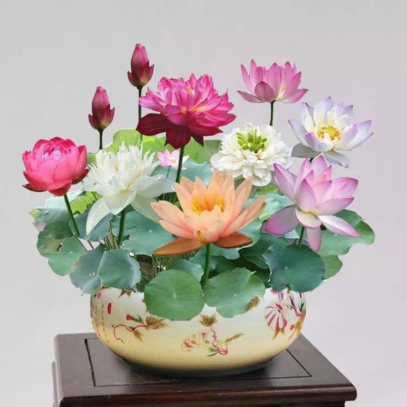 💐Święty kwiat lotosu w misce Bonsai