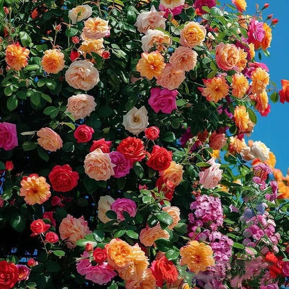 UTOLSÓ NAP 49% KI🌹Climbing Vine Rose Virágmagok