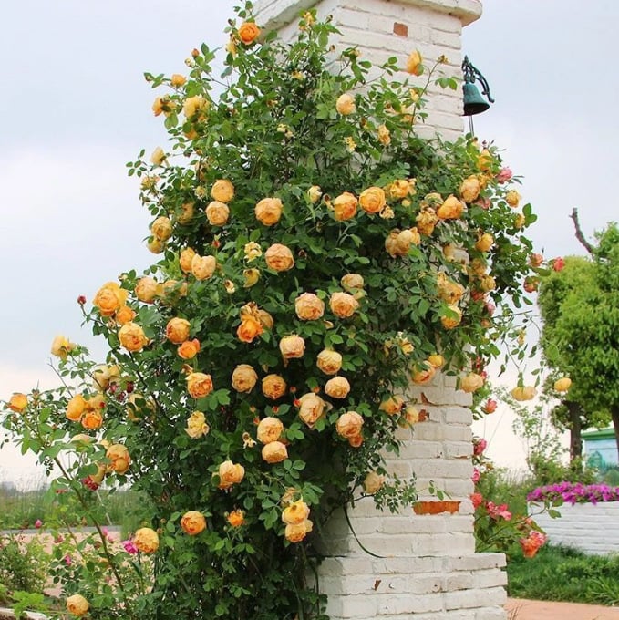 UTOLSÓ NAP 49% KI🌹Climbing Vine Rose Virágmagok