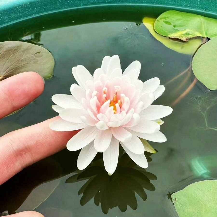 💐Święty kwiat lotosu w misce Bonsai