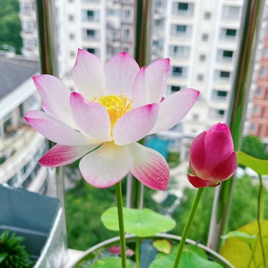 💐Święty kwiat lotosu w misce Bonsai