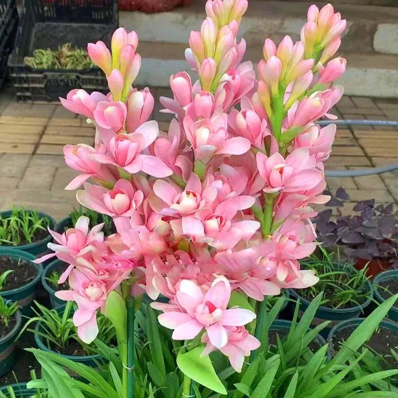 🔥【Ograniczona czasowo wyprzedaż】 Żarówki Tuberose🌸! Ciesz się 💥50% rabatem, przyjdź i zgarnij go!