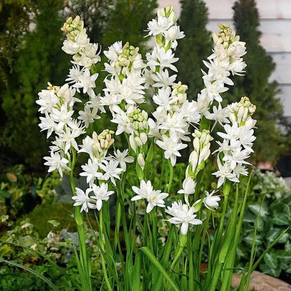 🔥【Ograniczona czasowo wyprzedaż】 Żarówki Tuberose🌸! Ciesz się 💥50% rabatem, przyjdź i zgarnij go!