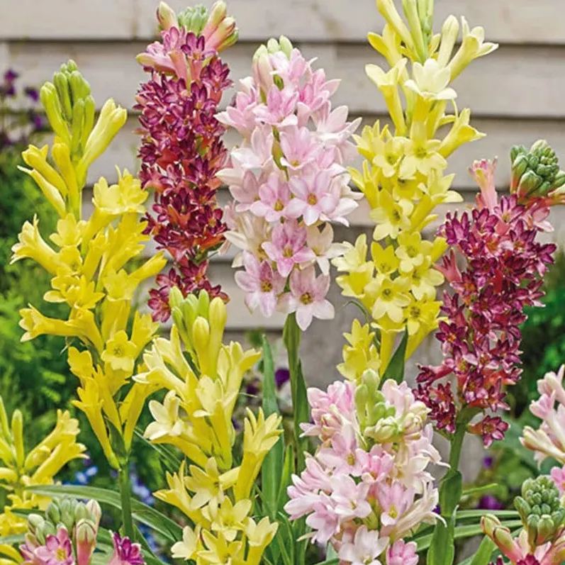 🔥【Ograniczona czasowo wyprzedaż】 Żarówki Tuberose🌸! Ciesz się 💥50% rabatem, przyjdź i zgarnij go!