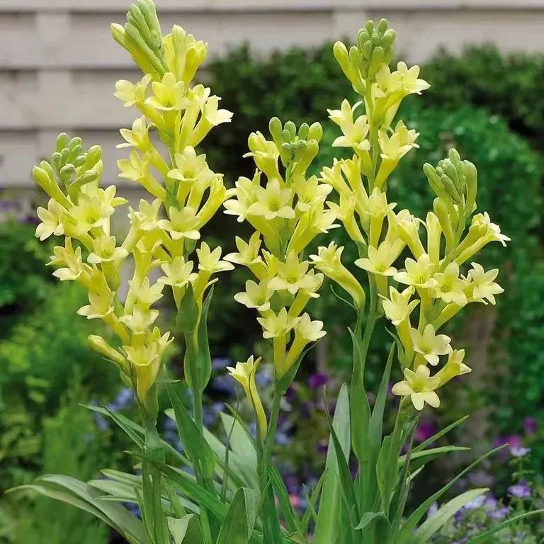 🔥【Ograniczona czasowo wyprzedaż】 Żarówki Tuberose🌸! Ciesz się 💥50% rabatem, przyjdź i zgarnij go!