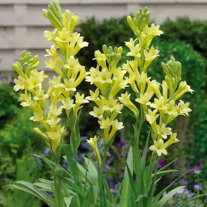 🔥【Ograniczona czasowo wyprzedaż】 Żarówki Tuberose🌸! Ciesz się 💥50% rabatem, przyjdź i zgarnij go!