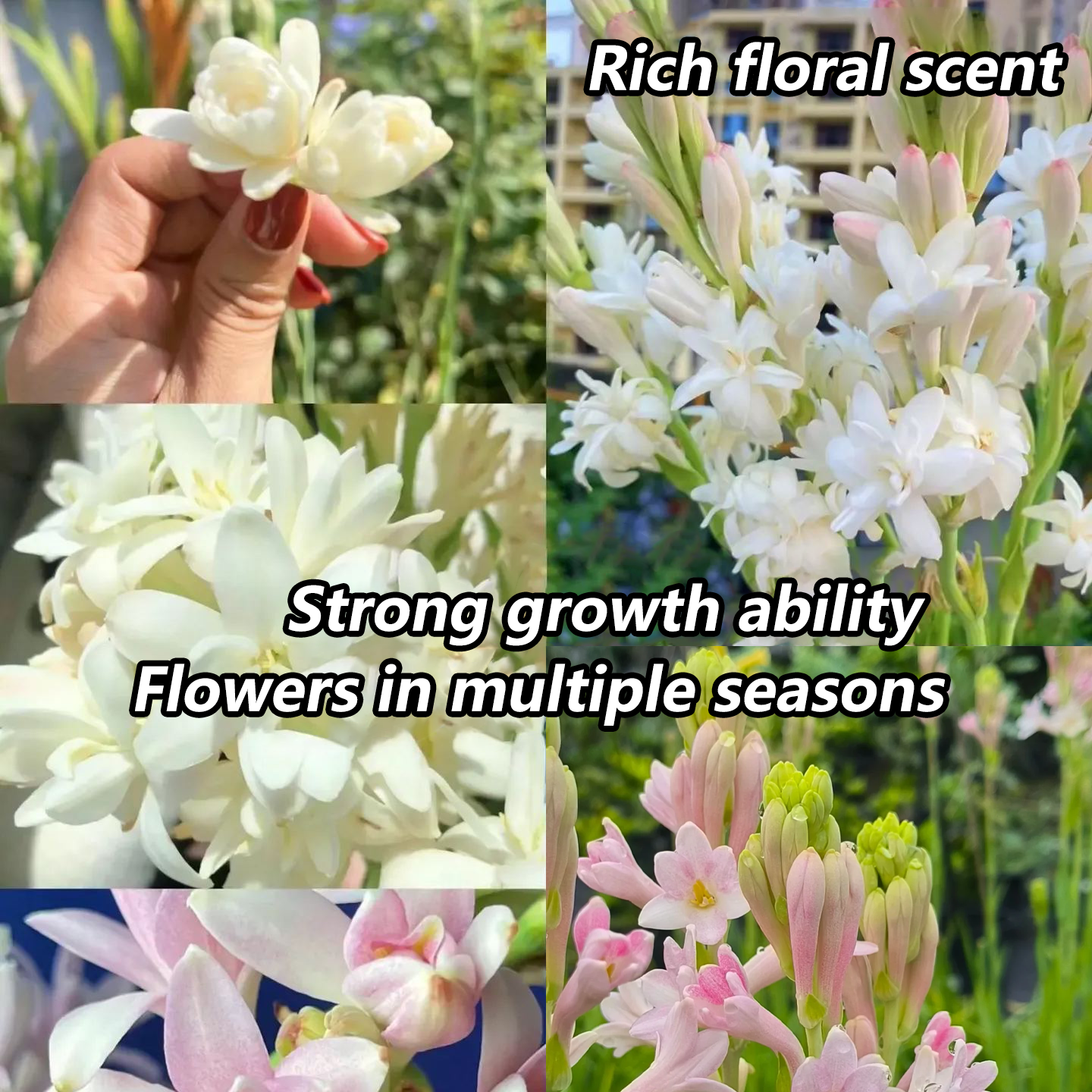 🔥【Ograniczona czasowo wyprzedaż】 Żarówki Tuberose🌸! Ciesz się 💥50% rabatem, przyjdź i zgarnij go!